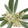 Olive flower note image