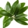 Olive Leaf note image