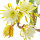 Orchid Cactus note image