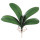 Orchid Leaf note image