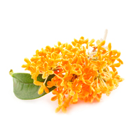 Osmanthus