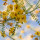 Palo Verde Tree note image