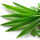 Pandan Leaf note image