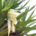 Pandanus note image