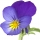 Pansy note image