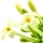 Papaya Blossom note image