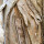 Paperbark note image