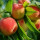 Peach Tree note image