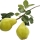 Pear Tree note image