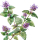 Pennyroyal note image