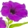 Petunia note image
