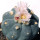Peyote note image