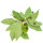 Pimento Leaf note image