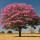 Pink Ipê Tree note image