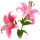 Pink Lily note image