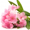 Pink Nerium Oleander