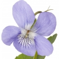 Pink Violet