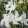 Pinwheel Flower note image
