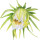 Pitahaya Flower note image