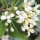 Pittosporum note image