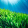 Posidonia note image