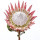 Protea note image