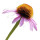 Purple Coneflower note image