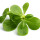 Purslane note image