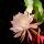 Queen of the Night Flower note image