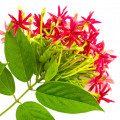 Rangoon Creeper note image