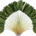 Ravenala note image
