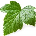 Red currant leaf