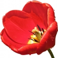 Red Tulip