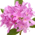 Rhododendron note image