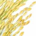 Rice Leaf