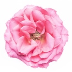 Rose de Mai