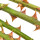 Rose Thorn note image