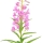 Rosebay Willowherb