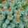Roseroot note image