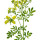 Rue note image