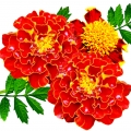 Rumenian Tagetes