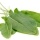Rumex note image