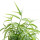 Sabah Snake Grass note image