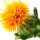 Safflower note image
