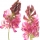 Sainfoins note image