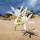 Sand Lily note image