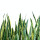 Sansevieria note image