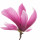Saucer Magnolia note image