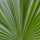 Saw Palmetto note image