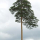 Scots pine variant note image